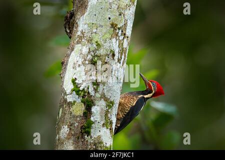 Pic ligné, Dryocopus lineatus, assis sur une branche avec trou de nidification, oiseau noir et rouge dans un habitat naturel, Costa Rica. Observation des oiseaux, South Am Banque D'Images