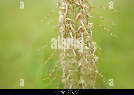 Himantoglossum hircinum, Orchid Lizard, détail des plantes sauvages en fleur, Jena, Allemagne. La nature en Europe. Banque D'Images