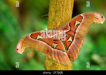 Le plus grand papillon du monde. Beau gros insecte, Moth Atlas géant, Atlas Attacus, dans habitat, Inde. Faune et flore en Asie. Banque D'Images