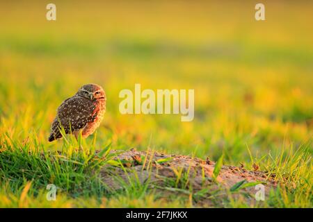 Gros yeux dans l'herbe. Chevêche des terriers, Athene cunicularia, oiseau de nuit avec beau soleil du soir, animal dans l'habitat naturel, Mato Grosso, Pantanal, Braz Banque D'Images