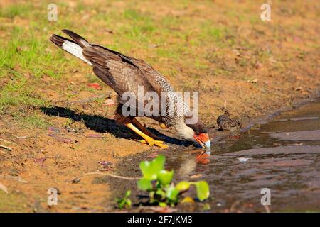 Oiseaux de proie buvant. Sud de Caracara, marche dans l'herbe, Pantanal, Brésil. Portrait des oiseaux de proie Caracara plancus. Caracara dans l'herbe verte Banque D'Images