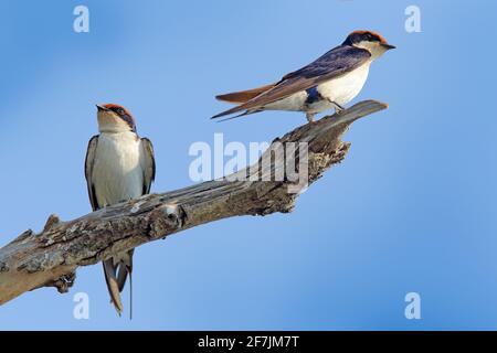 Hirondelle à queue métallique, Hirundo smithii, deux oiseaux assis sur la branche de l'arbre. Habitat naturel, ciel bleu. Oiseaux du Botswana, Afrique. Jour d'été avec swal Banque D'Images