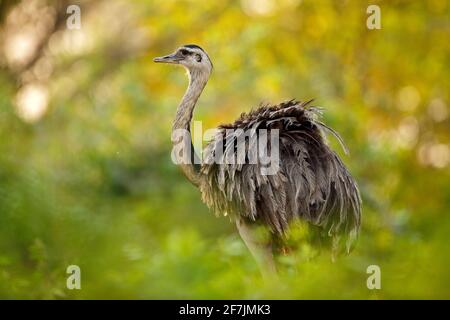 Grand Rhea, Rhea americana, gros oiseau avec des plumes moelleuses, habitat animal dans la nature, soleil du soir, Pantanal, Brésil. Rhea sur la prairie. Wildli Banque D'Images