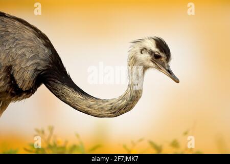 Grand Rhea, Rhea americana, gros oiseau avec des plumes moelleuses, habitat animal dans la nature, soleil du soir, Pantanal, Brésil. Rhea sur la prairie. Wildli Banque D'Images