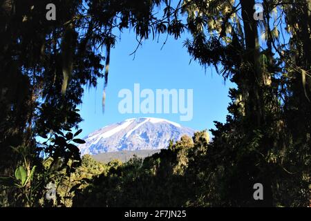 Le sommet du site classé au patrimoine mondial de l'UNESCO, le Mont Kilimanjaro en Tanzanie, en Afrique, vu de la magnifique jungle pendant l'ascension jusqu'au sommet. Banque D'Images