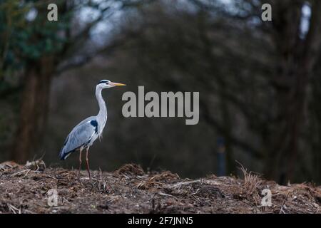Héron gris (Ardea cinerea) à Barn Hill Pond, parc Wembley. Banque D'Images