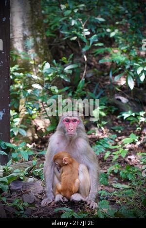 Un petit singe (Macaca mulatta) est protégé par sa mère dans les bois. Banque D'Images