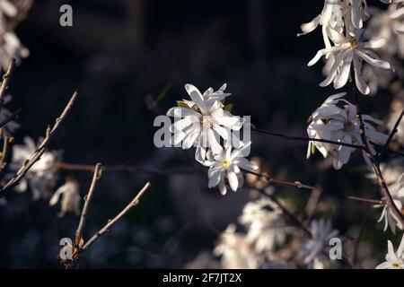 Star magnolia, Starry magnolia, stellata en fleur. Branche d'arbre, tête de fleur blanche sur fond sombre. Fleur de printemps dans le jardin ornemental. Banque D'Images
