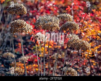 Les têtes de fleurs mortes d'Hydrangea arborescens 'Annabelle' en autum soleil Banque D'Images