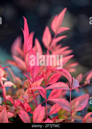 Feuilles rouges de bambou céleste 'Gulf Stream', également connu sous le nom de Nandina domestica 'Gulf Stream Rubra', à la fin de l'automne Banque D'Images