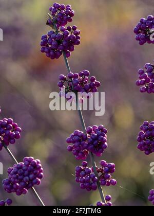 Gros plan des baies de la profusion de la baie de beautycelle, Callicarpa bodinieri var. Giraldii 'Profusion', en hiver Banque D'Images