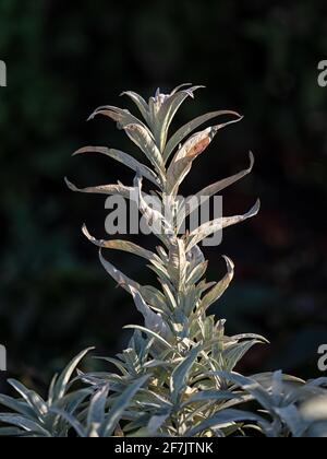 Le feuillage gris du Mugwort occidental, Artemisia ludoviciana 'Valerie Finnis', sur fond sombre en novembre au Royaume-Uni Banque D'Images