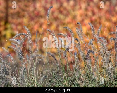 Têtes de panicule de l'herbe fontaine orientale, Pennisetum orientale, en novembre au Royaume-Uni, sur fond automnal Banque D'Images