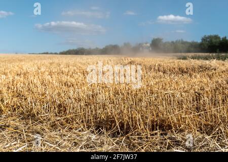 Récolte de blé d'or fauchée lors d'une journée d'été ou d'automne sur une moissonneuse-batteuse et d'un ciel bleu vif sur fond. Jaune agricole Banque D'Images