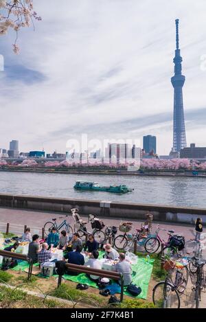 Saison Sakura. Sakura japonais et cerisier en pleine floraison. Les gens apprécient le hanami et pique-nique au bord de la rivière Sumida. Tokyo, Japon. Banque D'Images