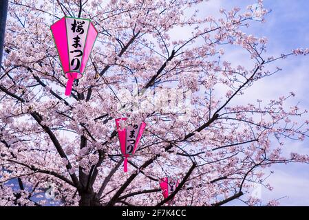 Sakura japonais et cerisiers en fleurs en pleine floraison. Magnifiques lanternes d'chin roses avec ciel bleu. Saison Sakura, Japon Banque D'Images