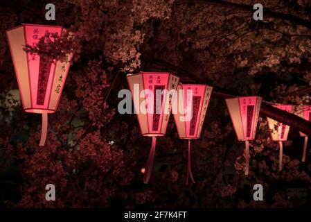 Sakura japonais et cerisiers en fleurs en pleine floraison. De belles lanternes de chin roses illuminées la nuit. Saison Sakura, Japon Banque D'Images