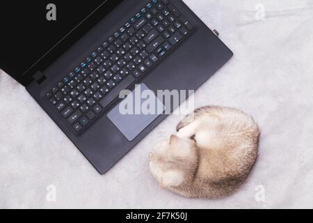 Le chaton blanc repose sur une couverture et regarde l'écran de l'ordinateur portable. Humour. Formation en ligne, travail à domicile, freelance. Banque D'Images