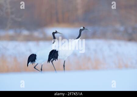 Paire de grues à couronne rouge avec, à blizzard, Hokkaido, Japon. Couple de magnifiques oiseaux, scène de la faune de la nature. Banque D'Images