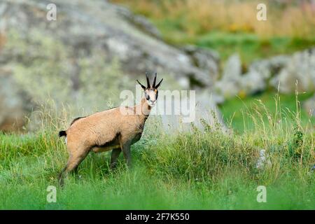 Chamois, Rupicapra rupicapra, dans l'herbe verte, roche grise en arrière-plan, Gran Paradiso, Italie. Animal corné dans l'Alp. Scène sauvage de la nature. Banque D'Images