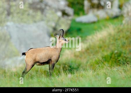 Chamois, Rupicapra rupicapra, dans l'herbe verte, roche grise en arrière-plan, Gran Paradiso, Italie. Animal corné dans l'Alp. Scène sauvage de la nature. Banque D'Images