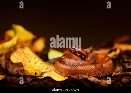 Porthidium nasutum, Hognised Pitviper, serpent poison brun danger dans la végétation forestière. Reptile forestier dans l'habitat, sur le sol en feuilles, Costa R. Banque D'Images