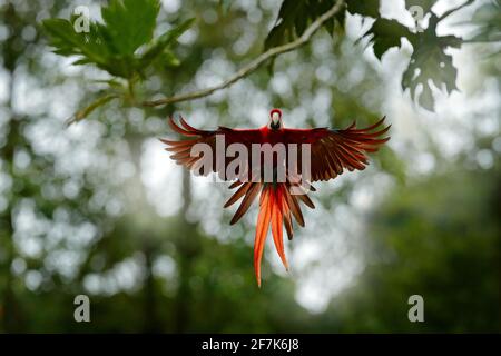 Perroquet rouge volant dans la végétation vert foncé avec beau rétro-éclairage, . Scarlet Macaw, Ara macao, en forêt tropicale, Colombie. Scène sauvage du tr Banque D'Images