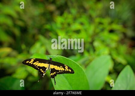 Insecte dans la végétation de la forêt verte. Queue d'aronde géante, Papilio thoas nealces, beau papillon du Mexique assis sur les feuilles dans la nature. Banque D'Images