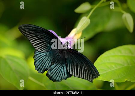 Beau papillon noir, Grand Mormon, Papilio memnon, reposant sur la branche verte, insecte dans l'habitat naturel, Inde. Scène sauvage de la nature. Banque D'Images