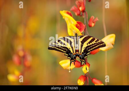 Papillon assis sur la fleur jaune rouge. Papillon Papilio pilumnus, dans la nature vert forêt habitat, sud des Etats-Unis, Arizona. Banque D'Images