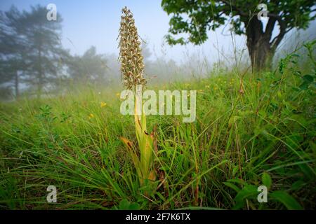 Himantoglossum hircinum, Orchid Lizard, détail des plantes sauvages en fleur, Jena, Allemagne. La nature en Europe. Banque D'Images