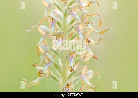 Himantoglossum hircinum, Orchid Lizard, détail des plantes sauvages en fleur, Jena, Allemagne. La nature en Europe. Banque D'Images