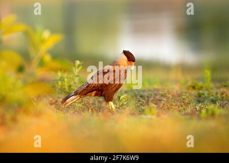 Sud Caracara, marchant dans l'herbe avec l'eau de rivière en arrière-plan Pantanal, Brésil. Portrait de l'oiseau de proie Caracara plancus. Caracara en gr Banque D'Images