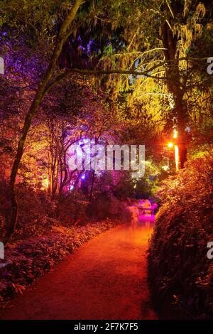 Arbres et buissons dans un parc, illuminés en couleurs la nuit. Pukekura Park, New Plymouth, Nouvelle-Zélande, pendant le festival annuel des lumières Banque D'Images