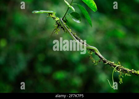 Oxybelis brevirostris, serpent à nez court de Cope, serpent rouge dans la végétation verte. Reptile forestier dans l'habitat, sur la branche des arbres, Costa Rica. Wi Banque D'Images