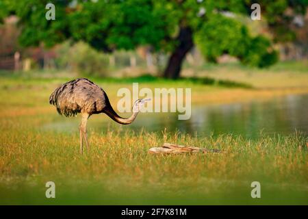 Grand Rhea, Rhea americana, gros oiseau avec des plumes moelleuses, habitat animal dans la nature, soleil du soir, Pantanal, Brésil. Rhea sur la prairie. Wildli Banque D'Images