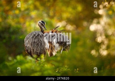 Grand Rhea, Rhea americana, gros oiseau avec des plumes moelleuses, habitat animal dans la nature, soleil du soir, Pantanal, Brésil. Rhea sur la prairie. Wildli Banque D'Images