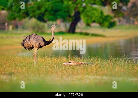 Grand Rhea, Rhea americana, gros oiseau avec des plumes moelleuses, habitat animal dans la nature, soleil du soir, Pantanal, Brésil. Rhea sur la prairie. Wildli Banque D'Images