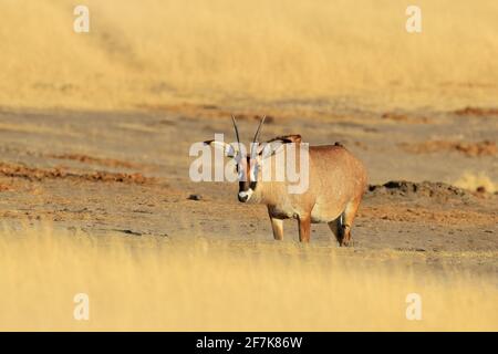 Antilope de Roan, Hippotragus equinus, dans un habitat naturel. Animal avec bois, chaud jour d'été dans les prairies herbeuses. Faune en Afrique. Banque D'Images