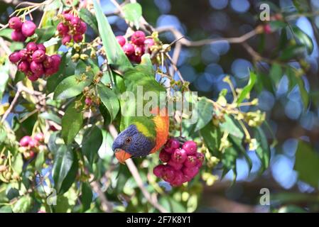 Un Lorikeet arc-en-ciel suspendu dans un arbre plein de baies Banque D'Images