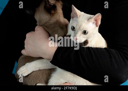 Deux jeunes femelles tonkinese de race pur-sang de fauve et de phoque des couleurs mink dans les mains des femmes sur le fond noir foncé Banque D'Images