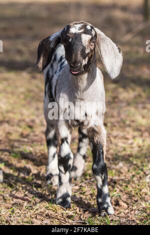 Petit portrait de chèvre de boer sud-africain sur la nature Banque D'Images