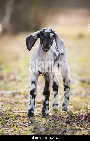 Petit portrait de chèvre de boer sud-africain sur la nature Banque D'Images