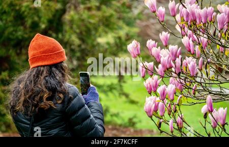 Femme prenant la photo de fleurs roses qui fleurissent sur un arbre à l'aide d'un smartphone mobile. Banque D'Images