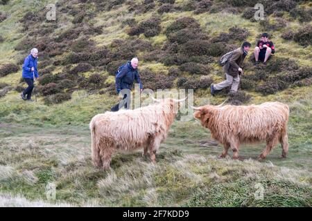 Les gens qui marchent à proximité de grandes vaches de haute montagne Banque D'Images
