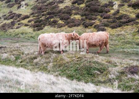 Les vaches des Highlands se léchant dans un échange d'affection Banque D'Images