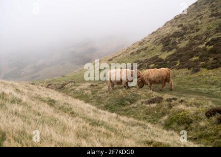 Les vaches des Highlands se léchant dans un échange d'affection Banque D'Images