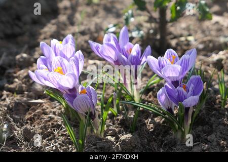 Fleurs de crocus pourpres. Premiers signes de fleurs du printemps. Banque D'Images
