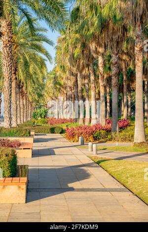 Les cocotiers dans un parc de la ville de Xiamen, en Chine. Banque D'Images