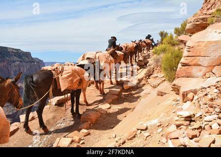 Le train à emporter monte depuis le fond du Grand Canyon. Sentier de Kaibab Sud Banque D'Images